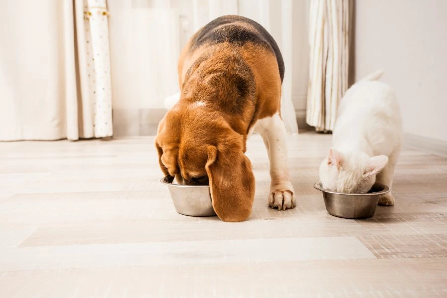 Cat and dog eating food